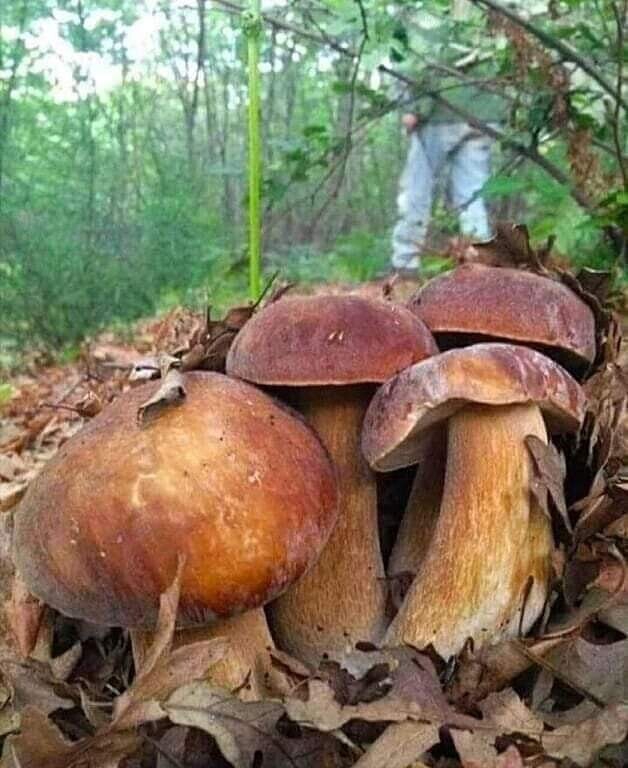 грибочки