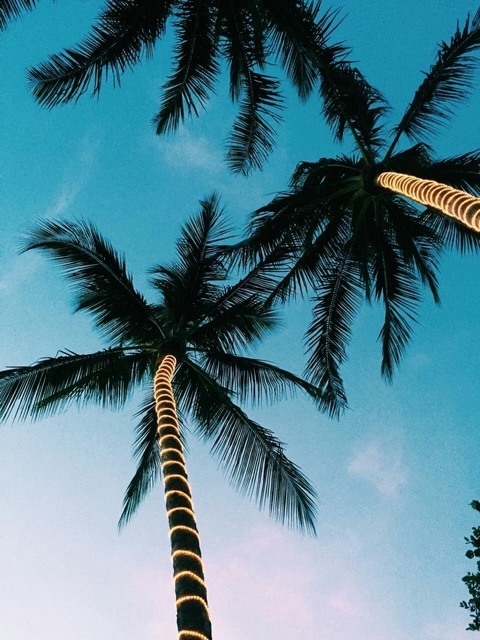 tree