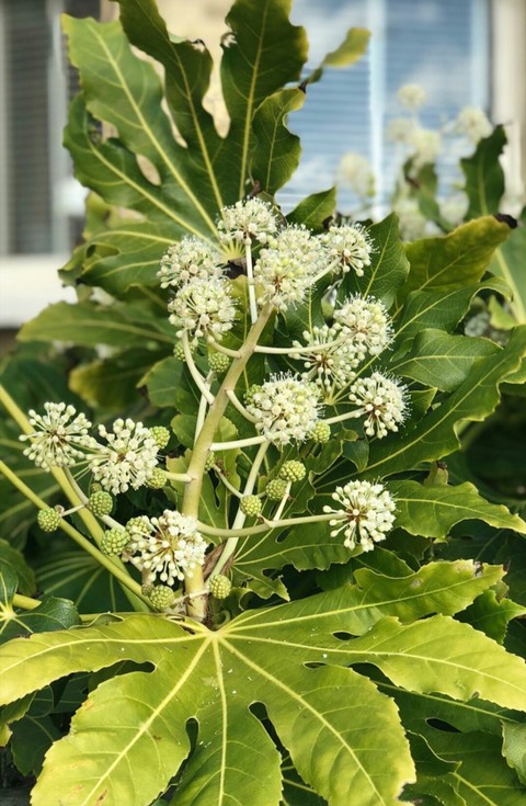 tapety plant, subshrub