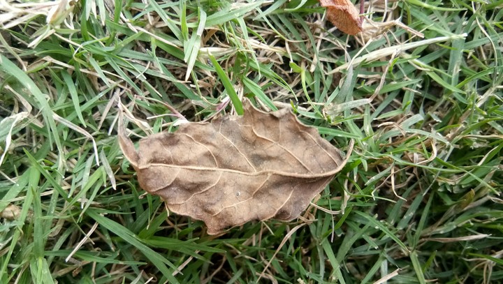 natuer