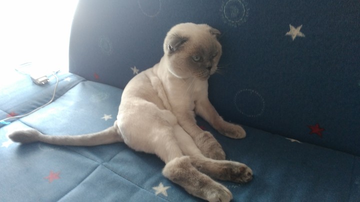 мяу 