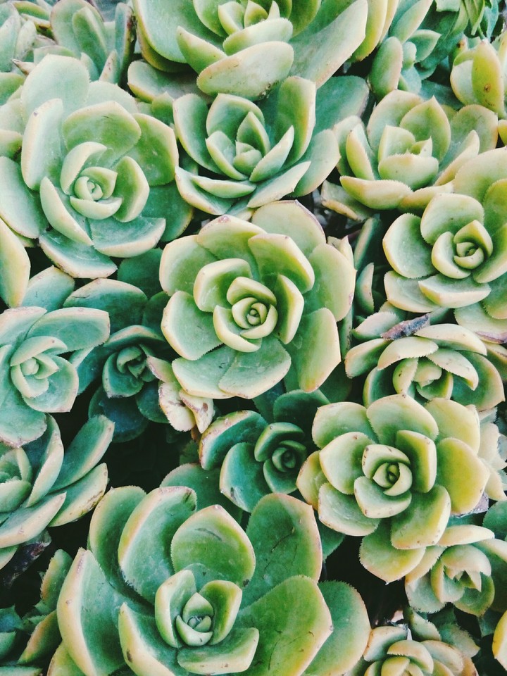 Green Mood