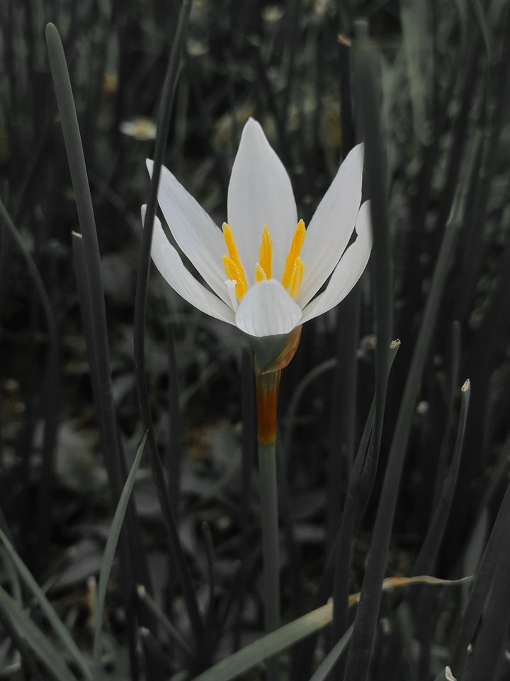 is it lovely ?