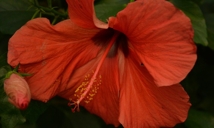 red flowers
