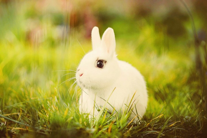Rabbit is best animal