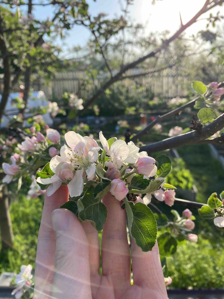 apple-tree