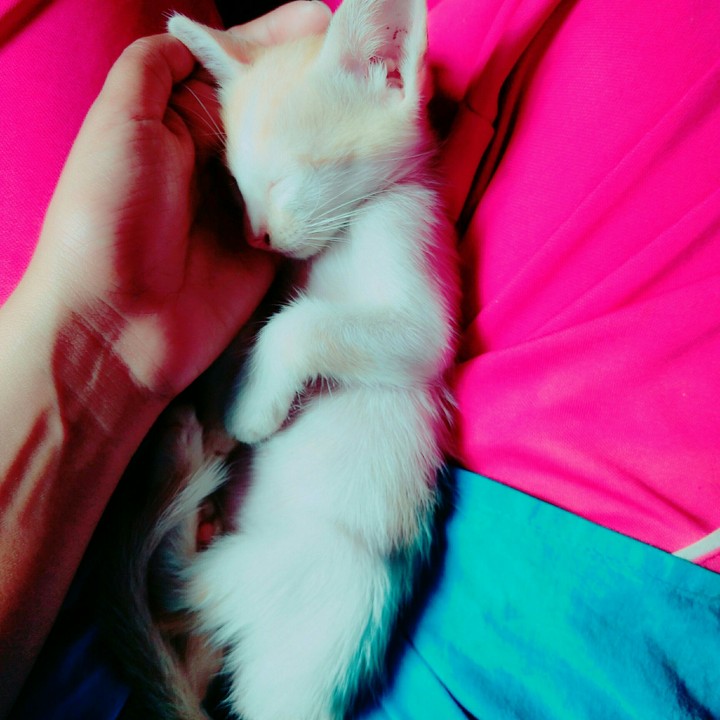 sleeping beauty