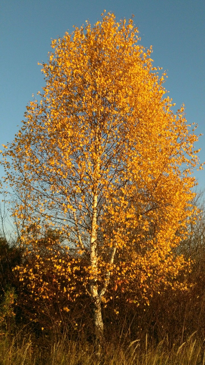 nature