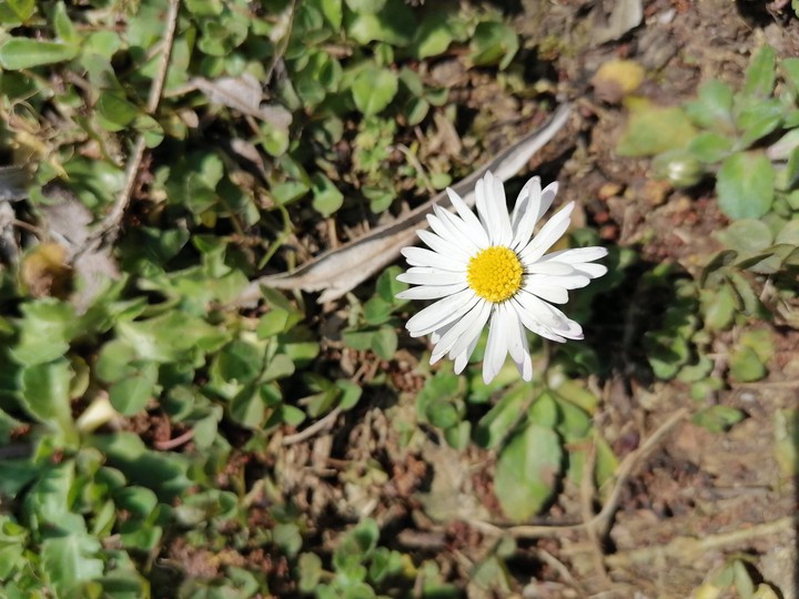 flower