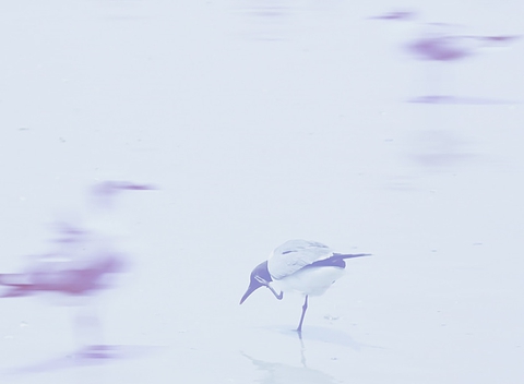 I sea a gull