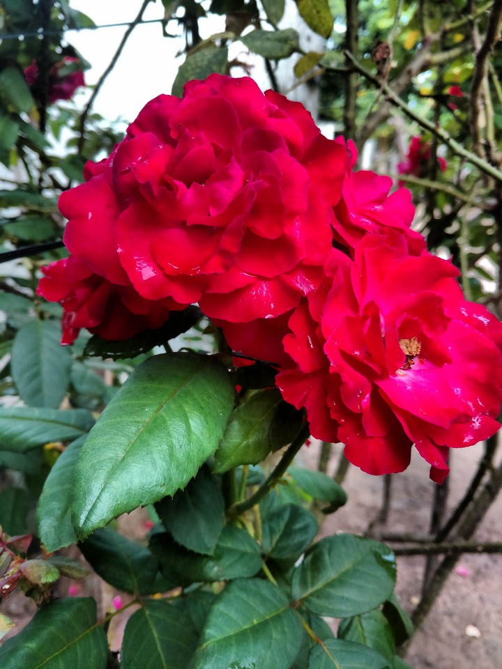 rosas