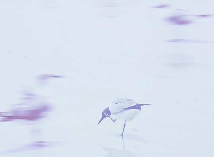 I sea a gull