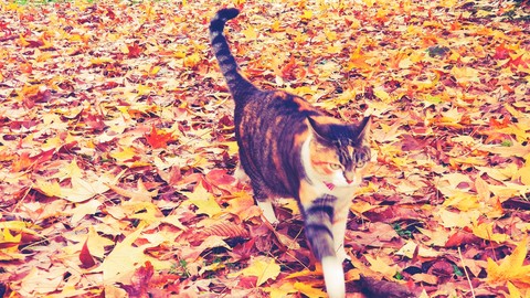 walkie