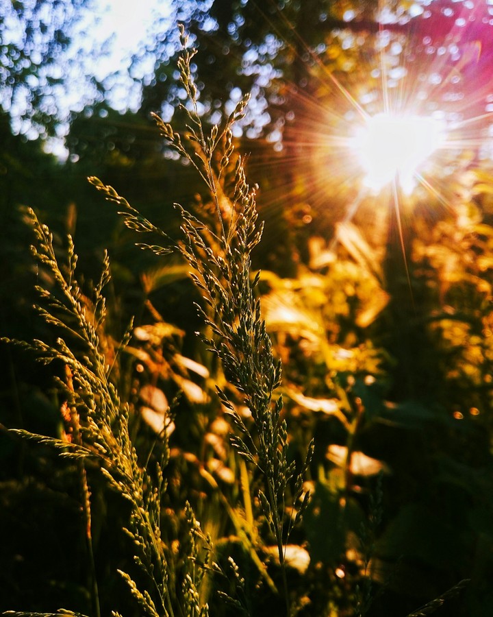 Brown, sun güneş