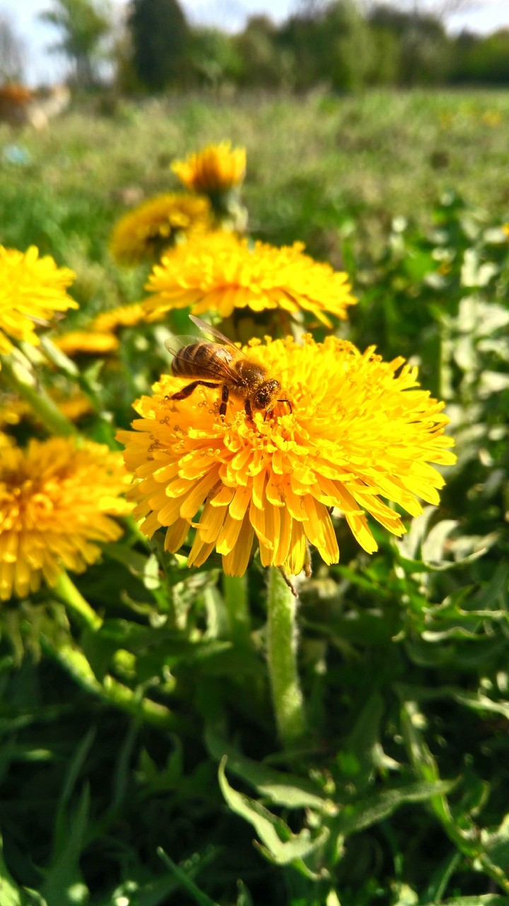 bee on flower
