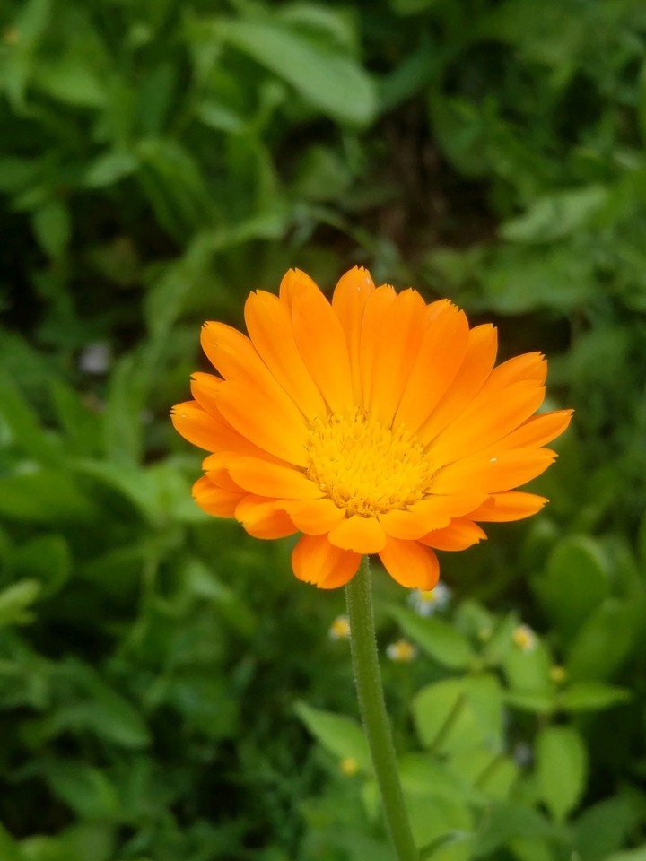 garden flower o