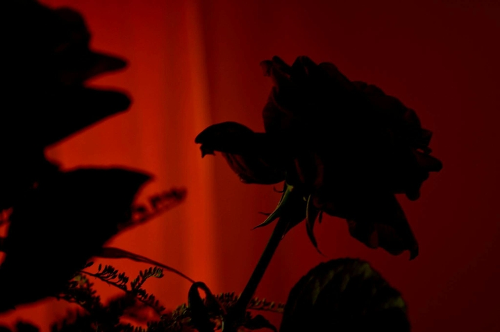 Dark Rose