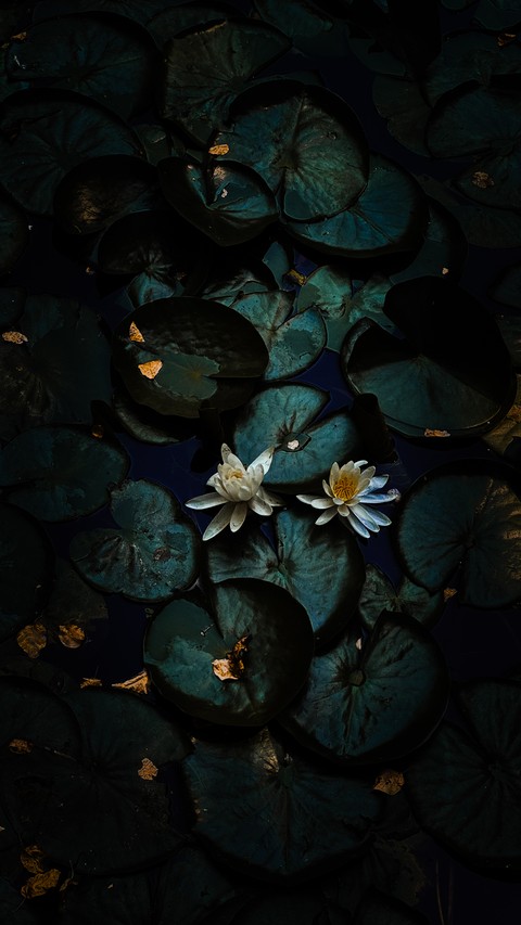 plant, pattern壁纸