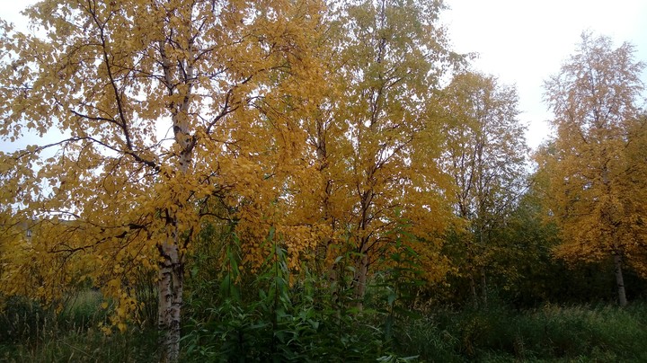 осень
