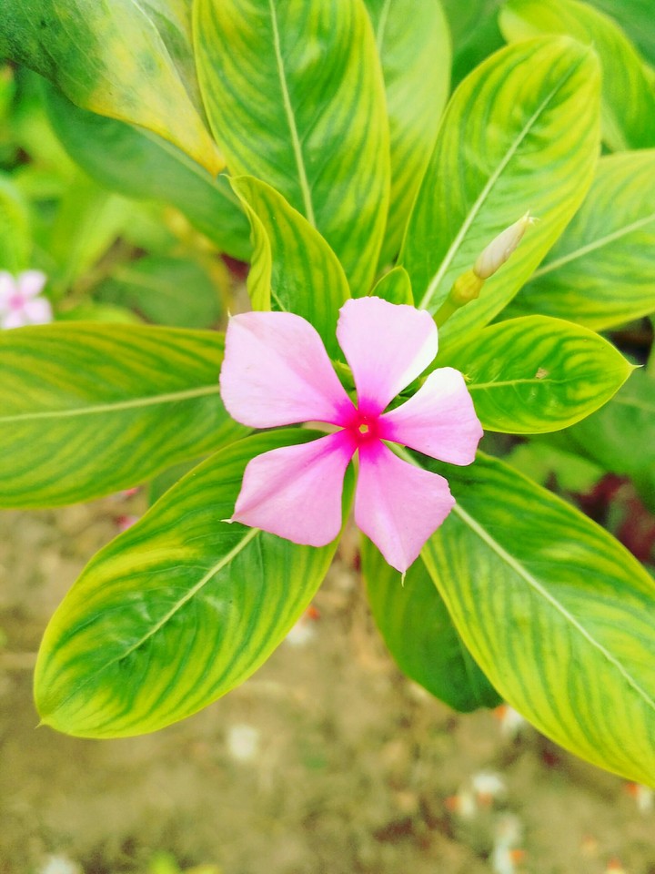 #plants