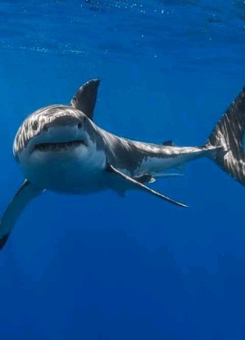 great white shark