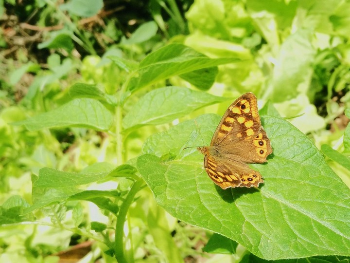 Butterfly.
