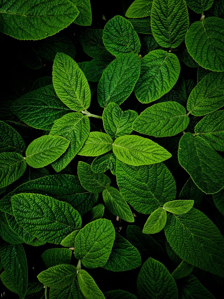 #go green