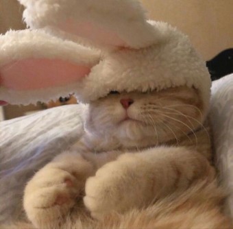 funny cat