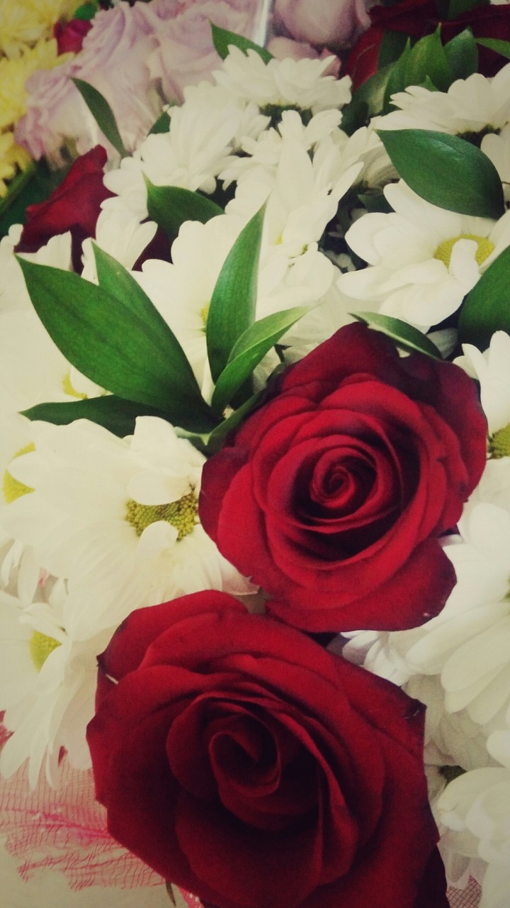 Чудесные розы