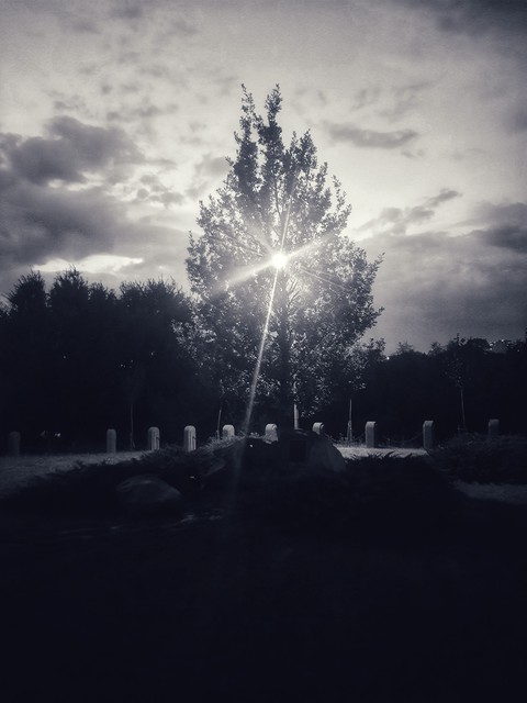 шпалери trees, asphalt
