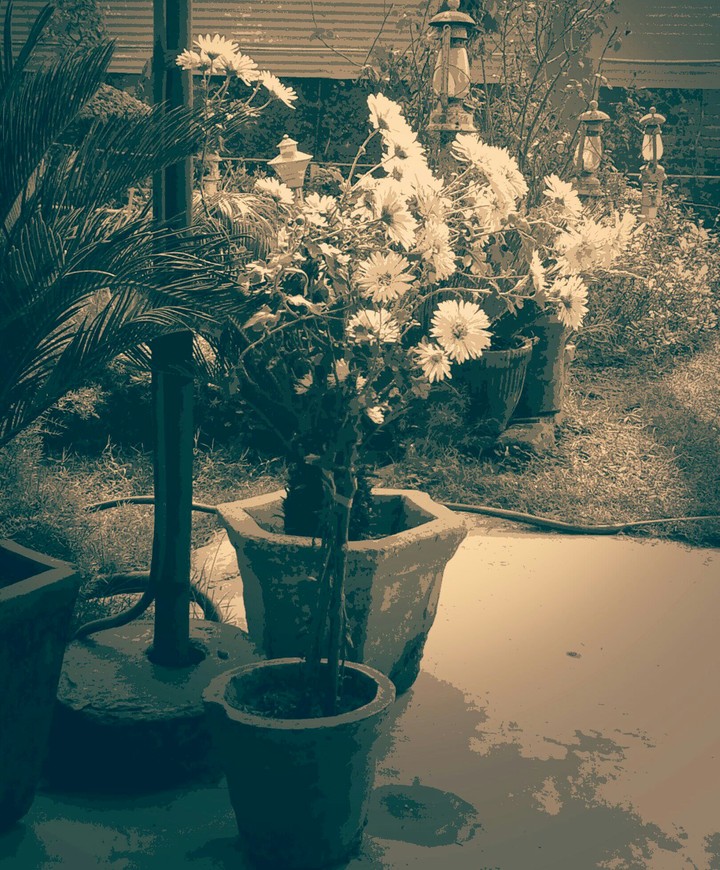 Potted white flowers