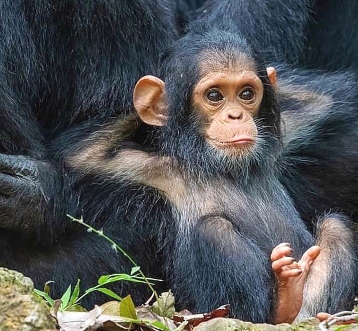 little monkey