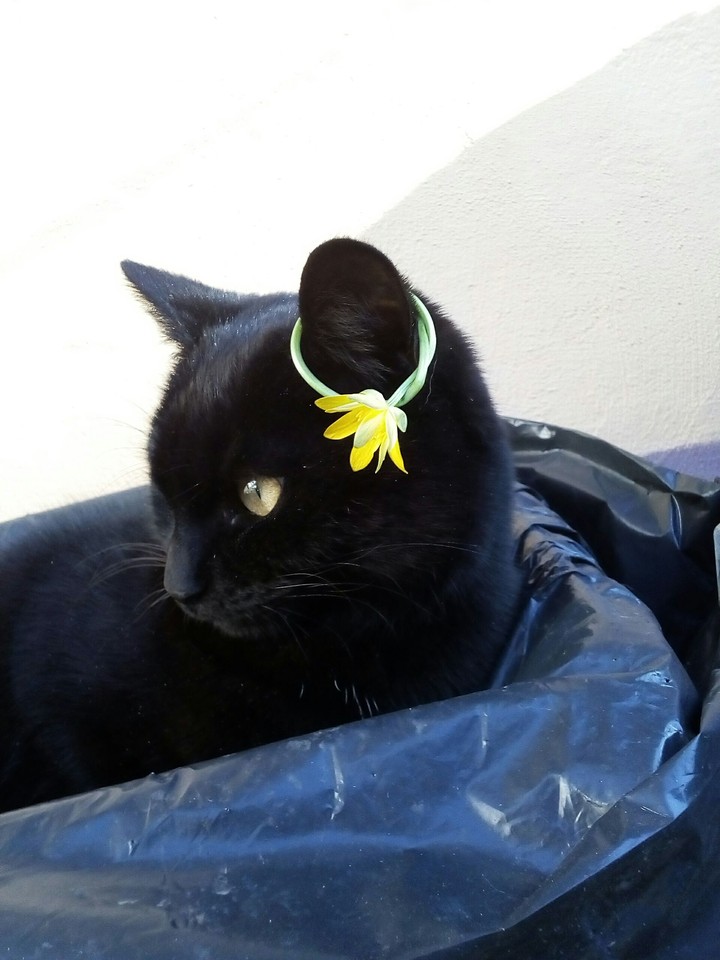 cloe