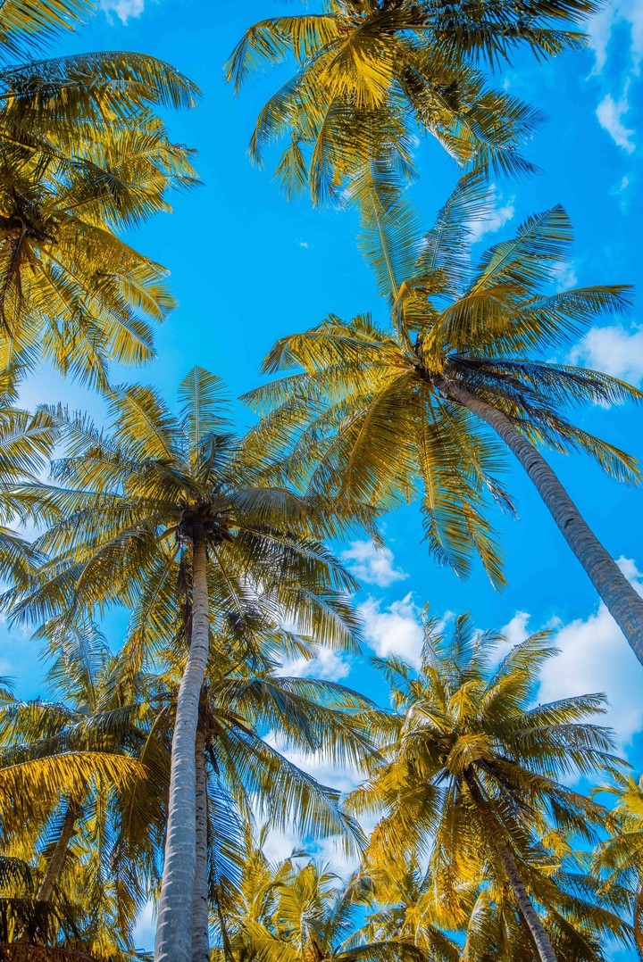 Coconut tree plantation