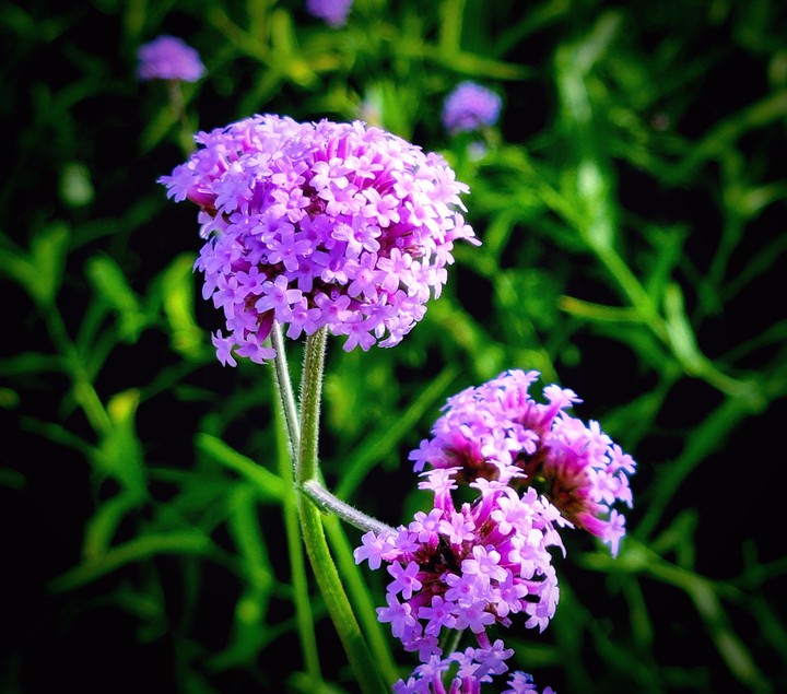 Purpletop vervain