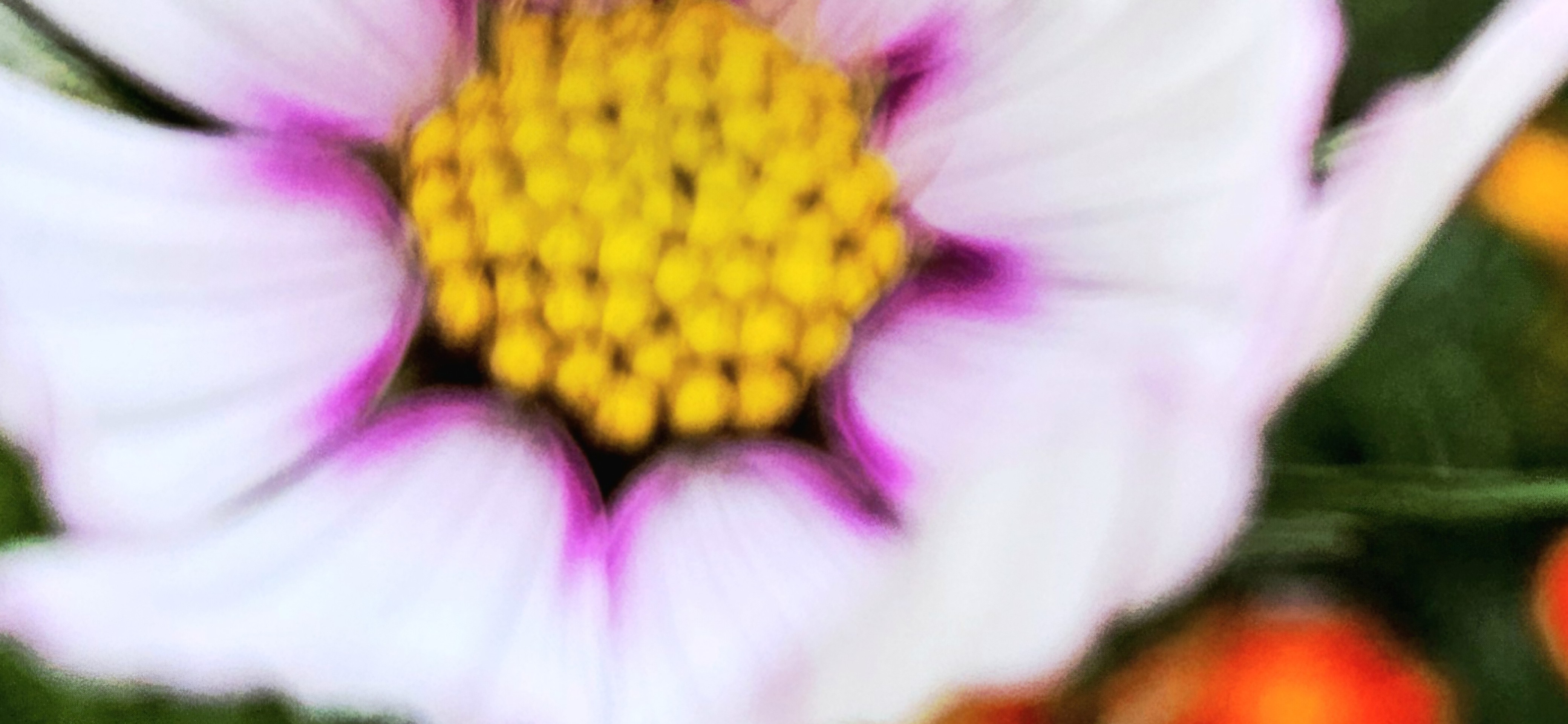 Pollen, pink wallpapers