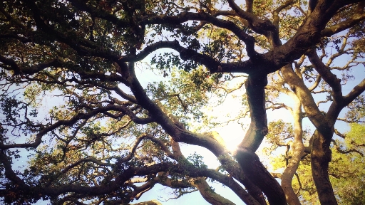 tree