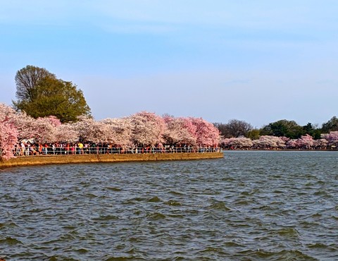 Cherry Blossom, Washington, DC