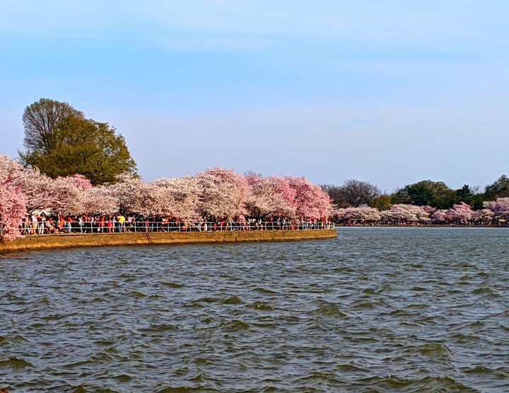 Cherry Blossom, Washington, DC