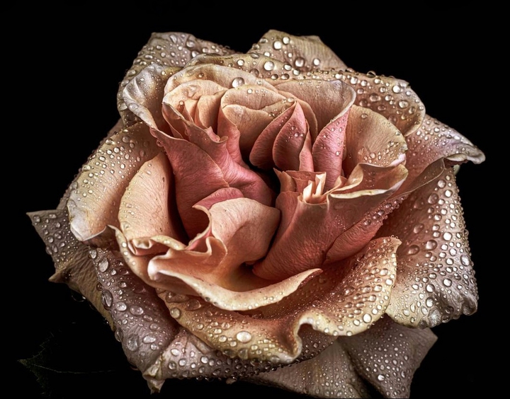 Rosa a růže