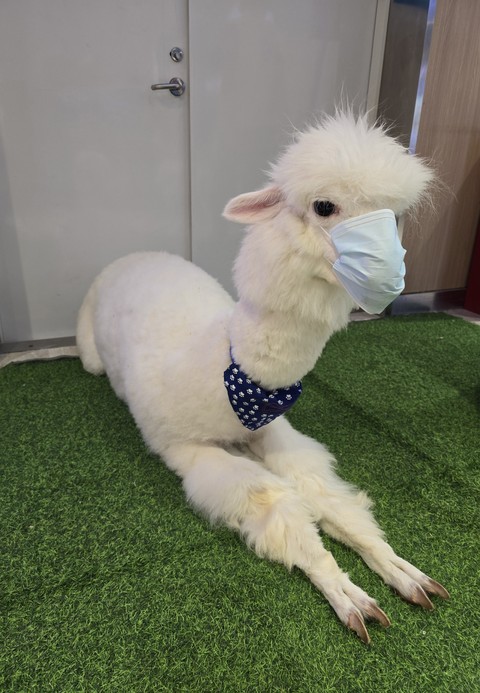 beak, sheep achtergronden