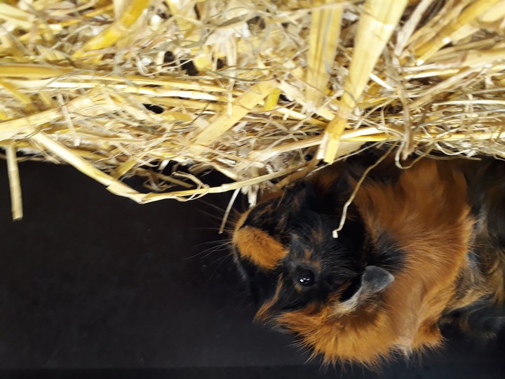 guinea pig