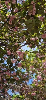 겹벚꽃