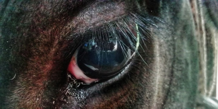 eyes