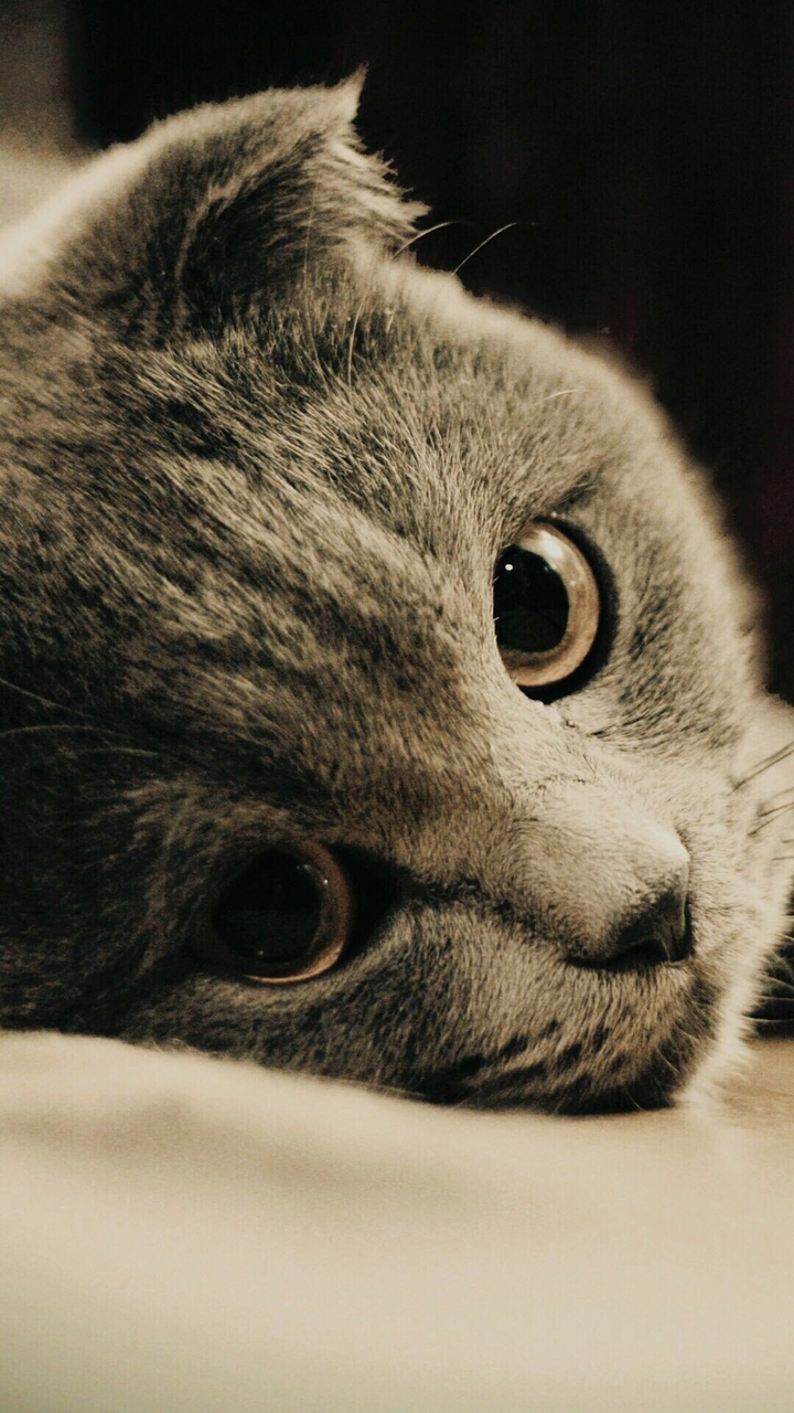 Sweet cat