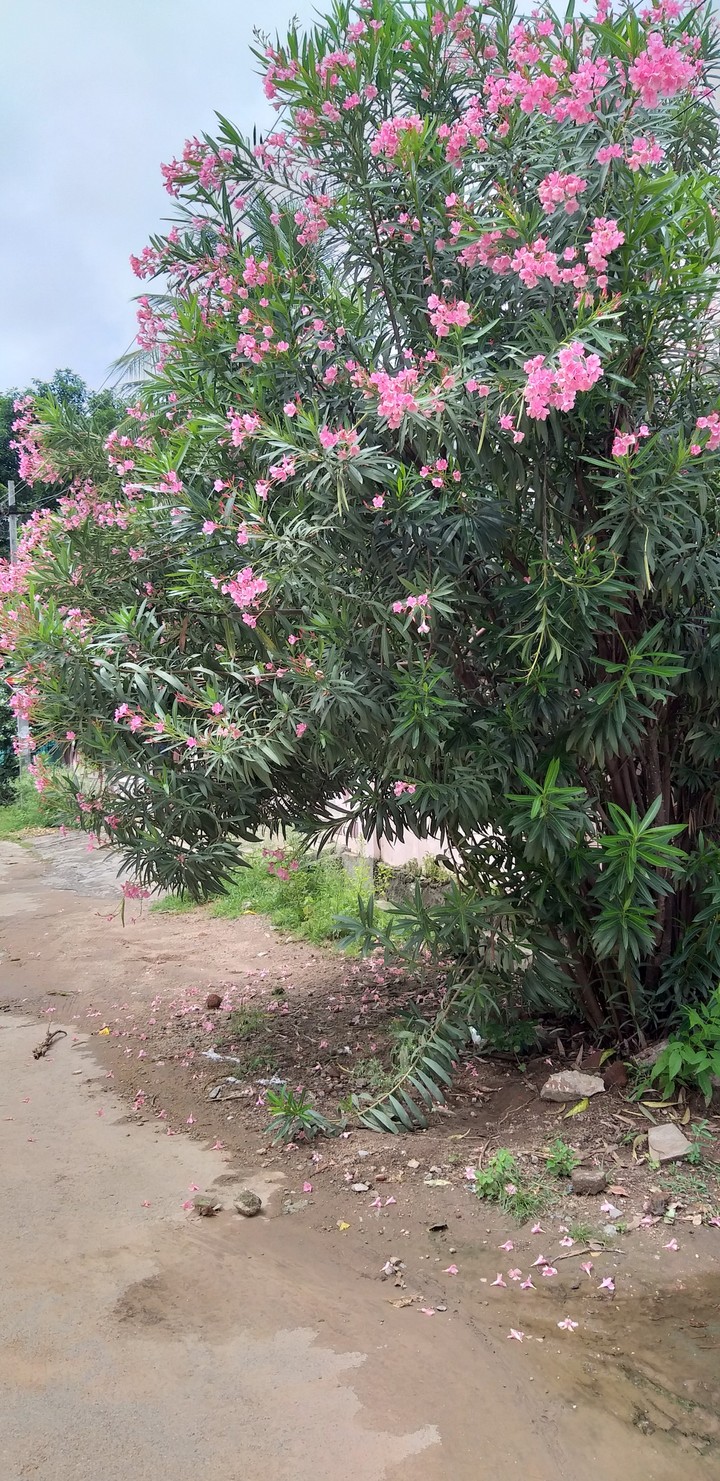 flowers