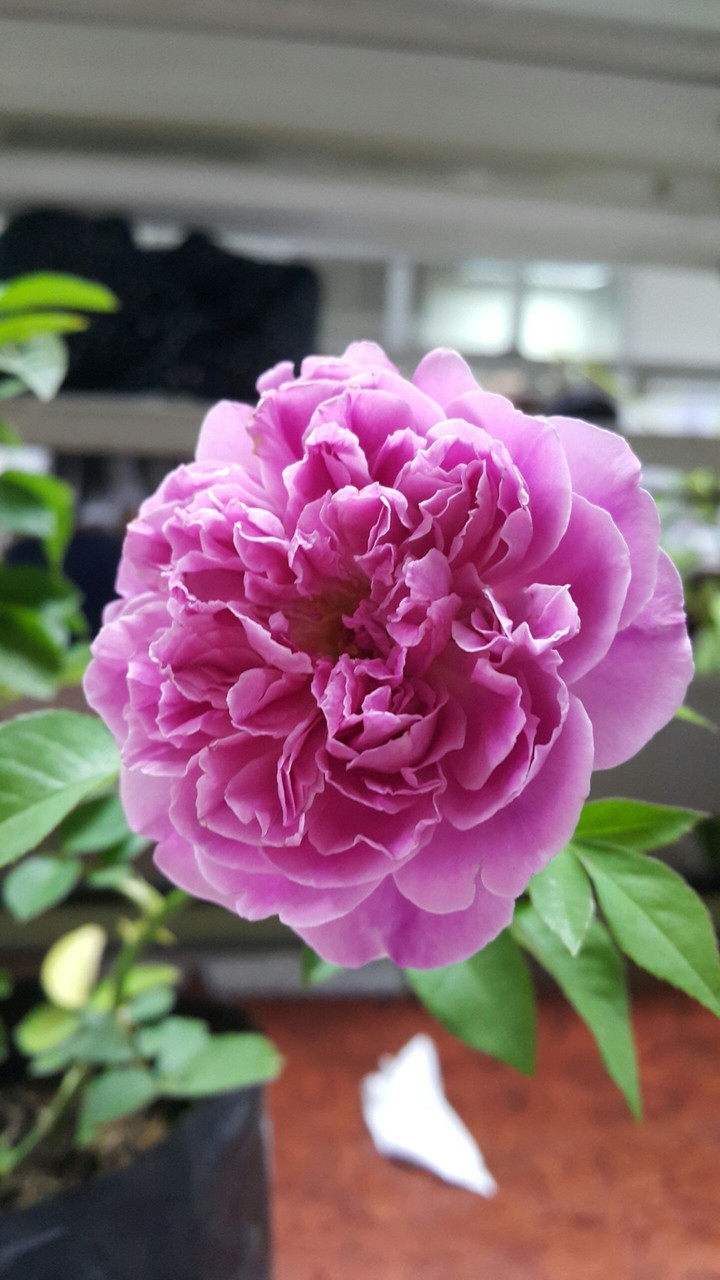 Botany