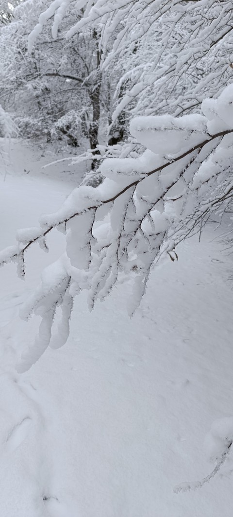тапети grey, winter