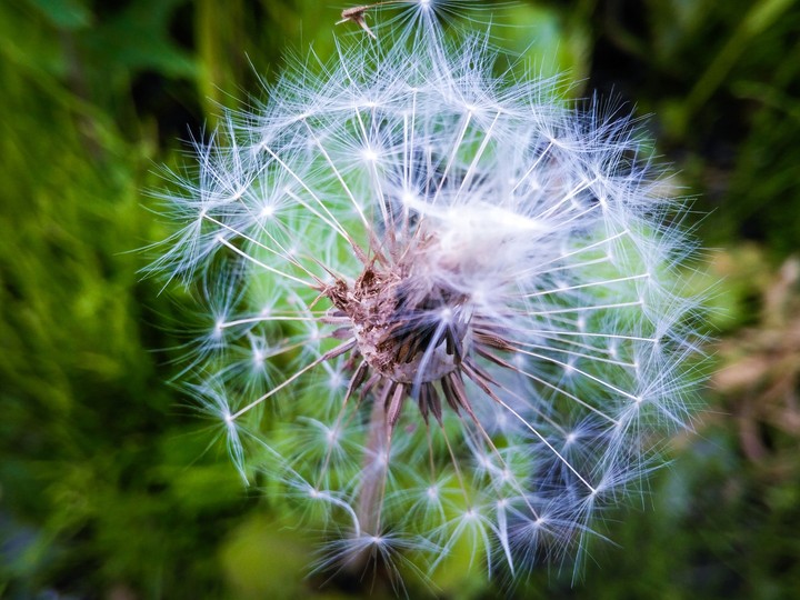 Dandelion.