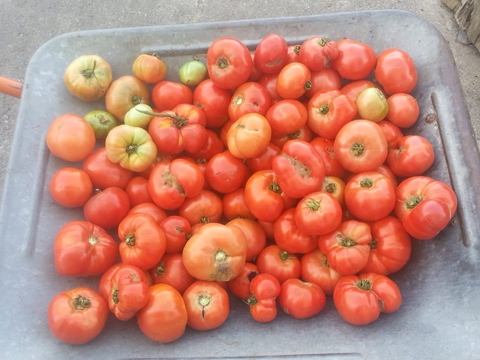 Tomates